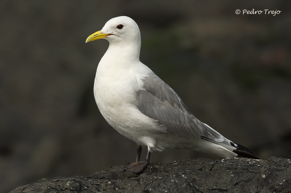 Gaviota tridactila (Rissa tridactyla)